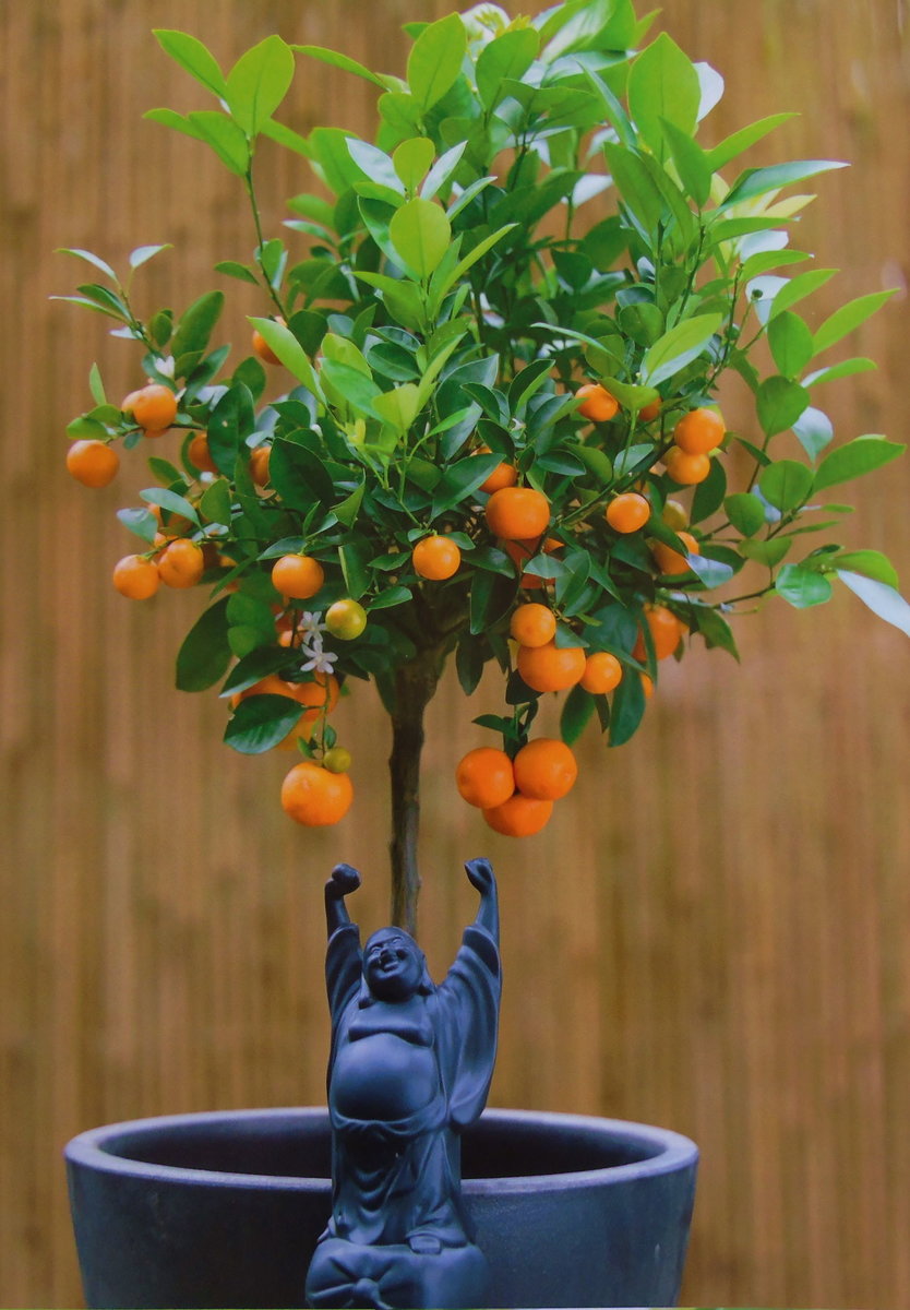 Orangenbaum bei DAS GARTEN-HAUS