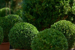 Buchsbäume bei DAS GARTEN-HAUS