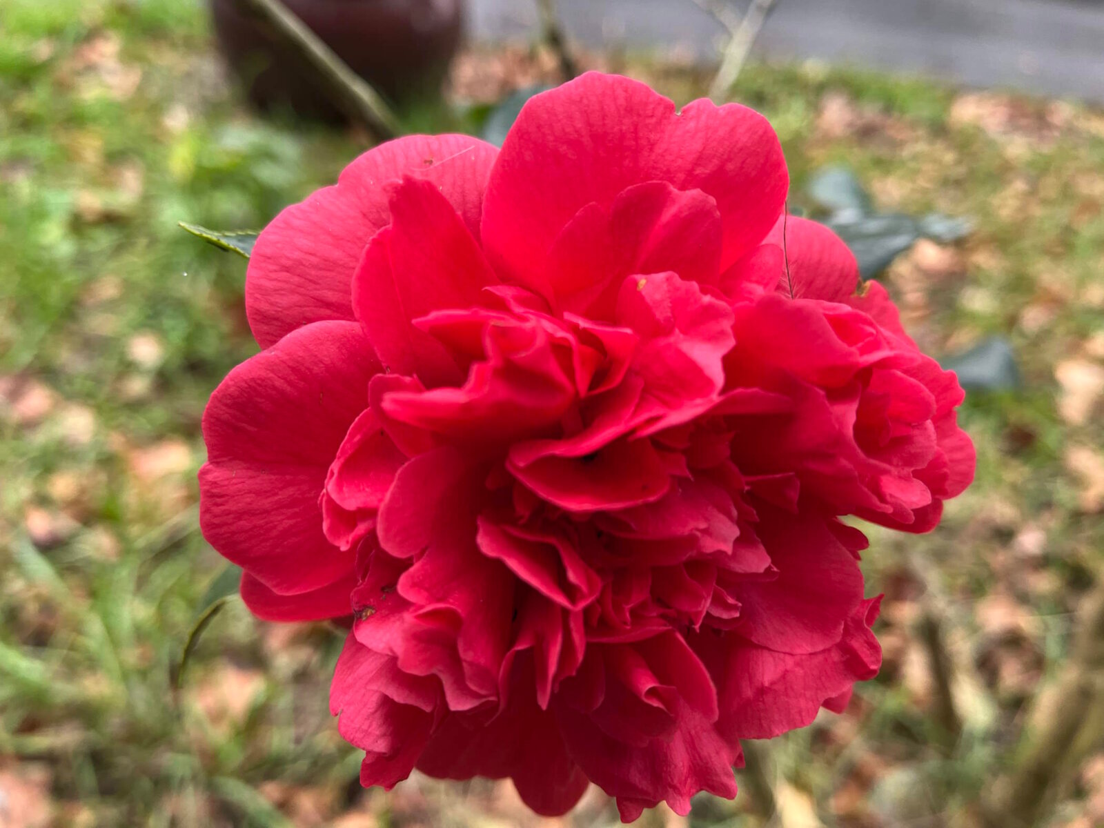rote Blume