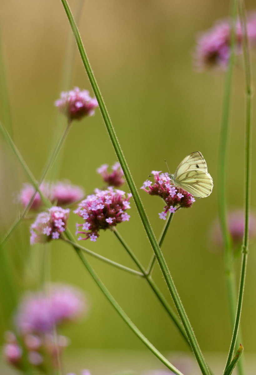 Wiesenblumen von DAS GARTEN-HAUS