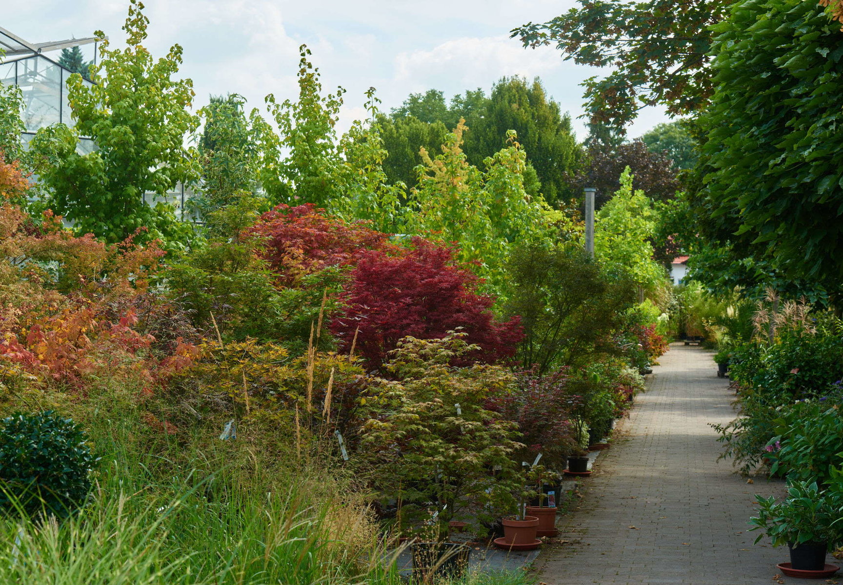 Sträucher von DAS GARTEN-HAUS