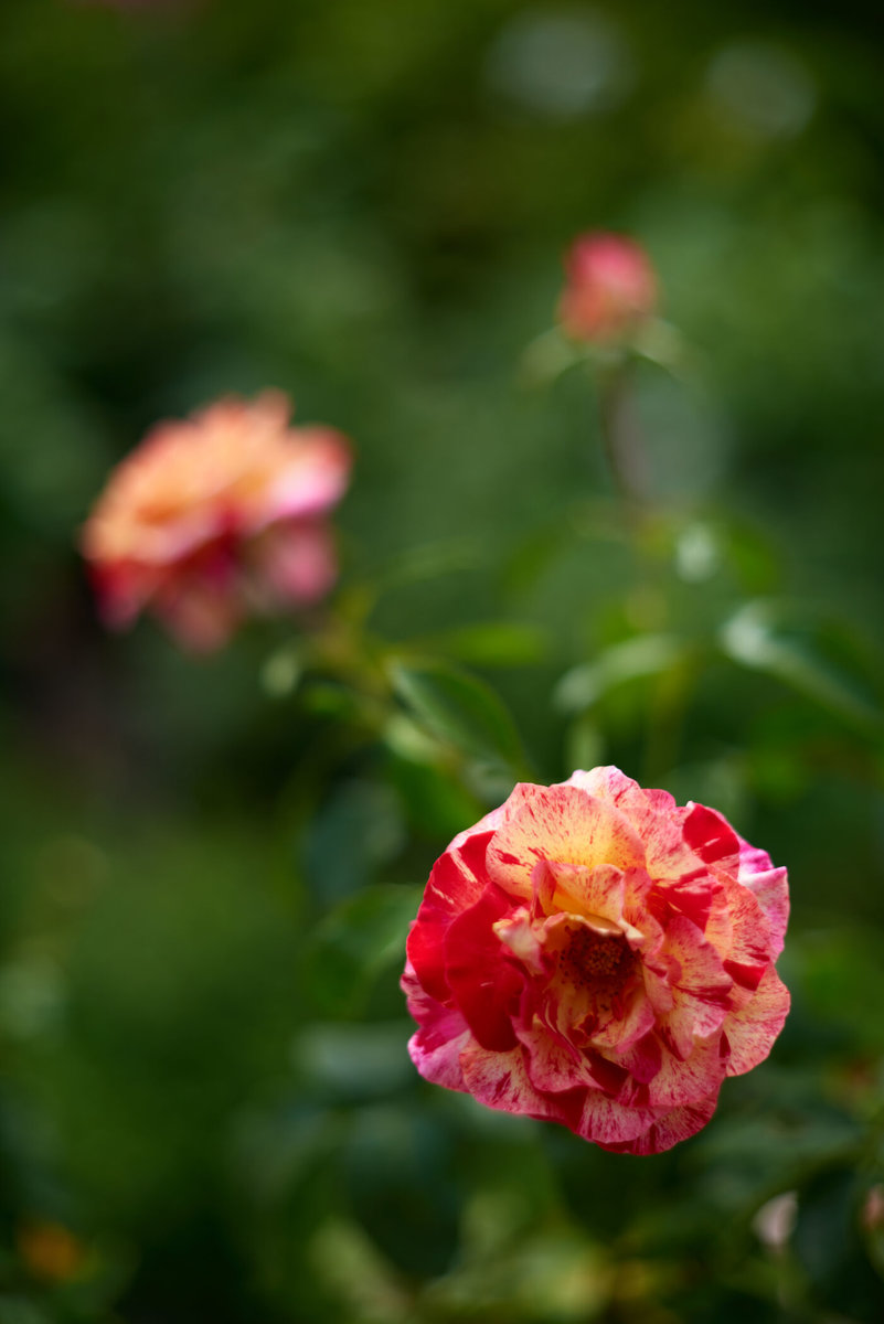 Rosenstrauch bei DAS GARTEN-HAUS