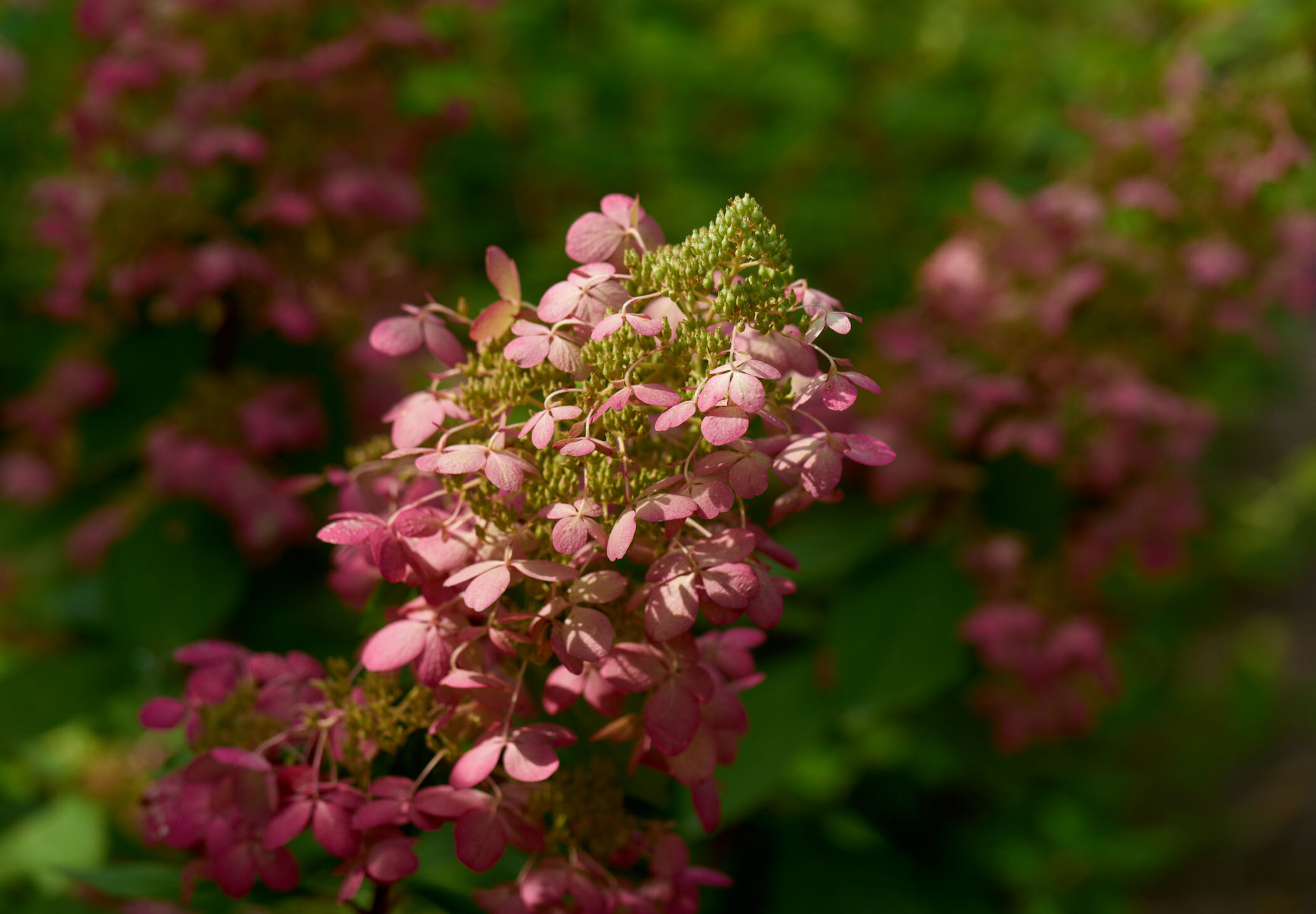 Blumen für den Balkon