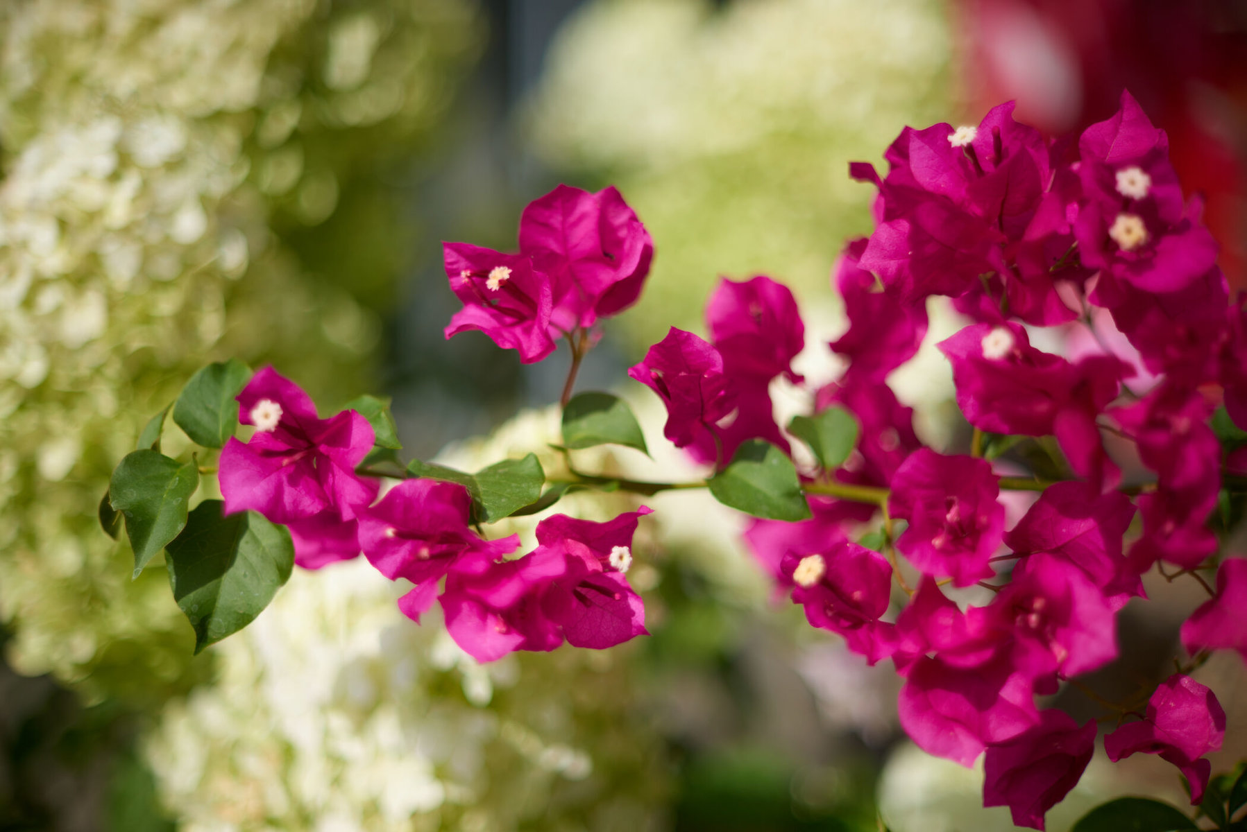 Balkonblumen beim GARTEN-HAUS