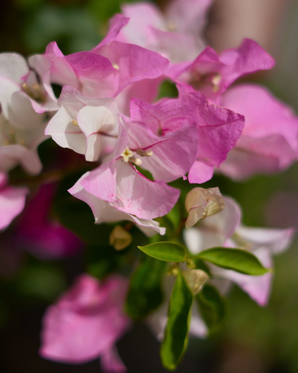 Balkonblumen von DAS GARTEN-HAUS