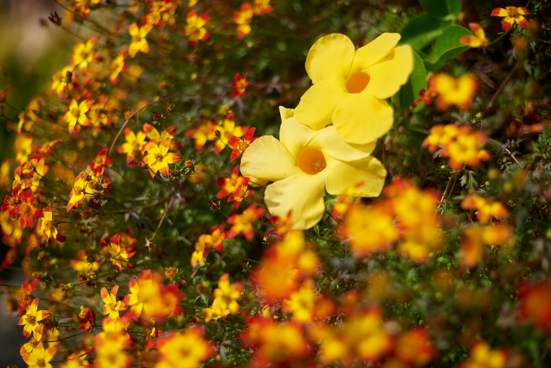 Blumen von DAS GARTEN-HAUS