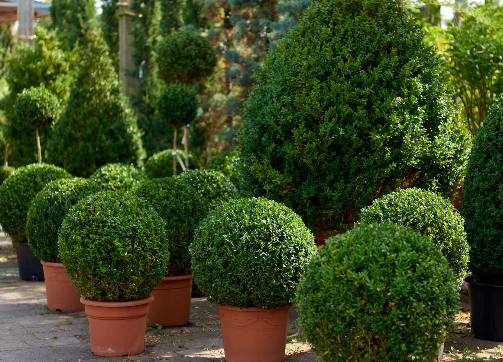 Buchsbäume bei DAS GARTEN-HAUS