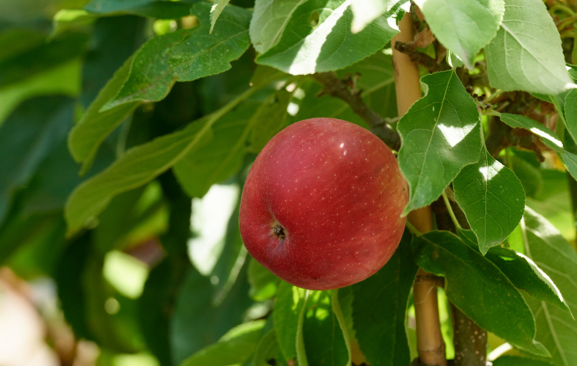 Apfelbaum bei DAS GARTEN-HAUS