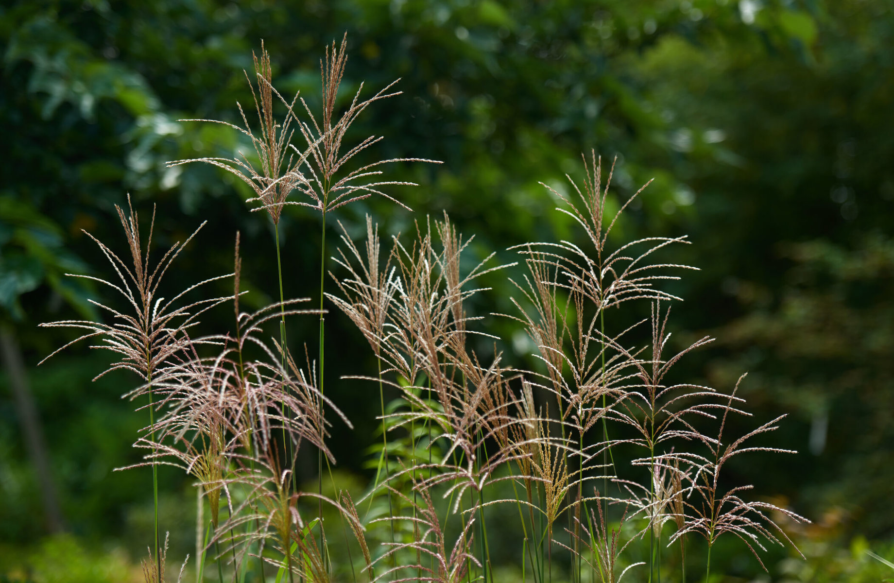 Plfanzen für den Garten